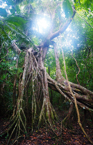 Ancient Tree in Cat Tien National Park Day trip from Ho Chi Minh City
